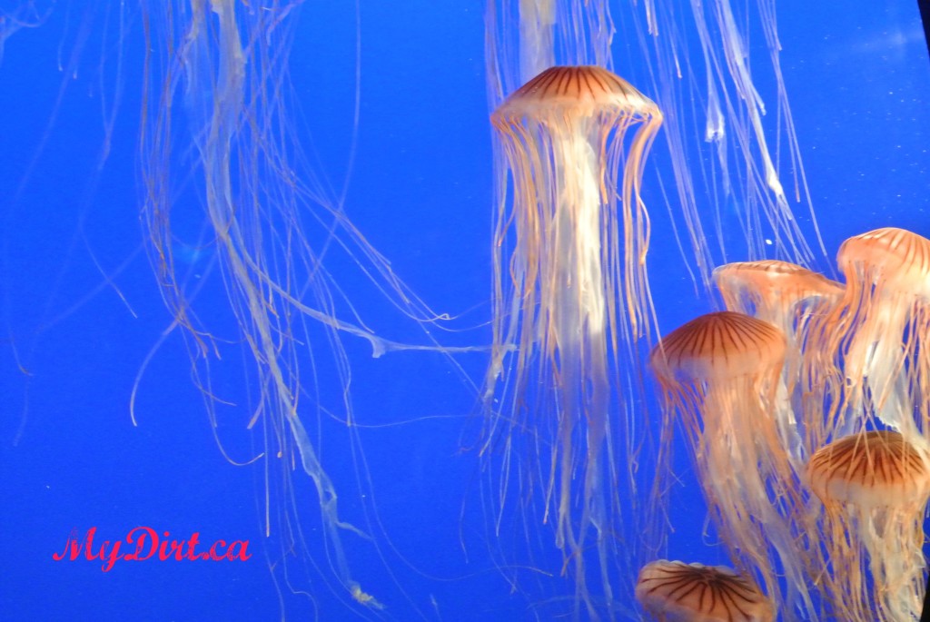 Vancouver Aquarium