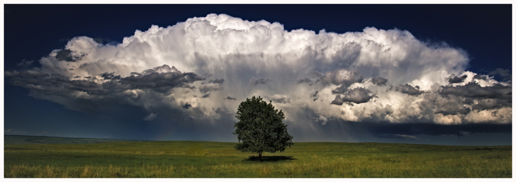 lone tree with clouds