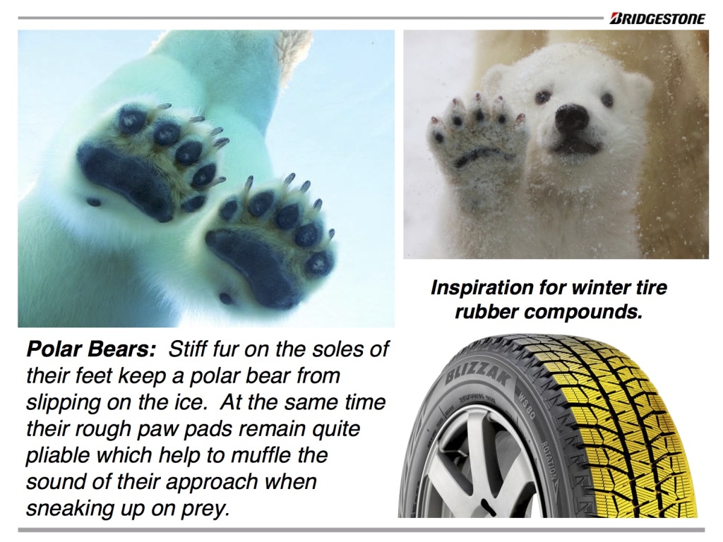 polar bear paw